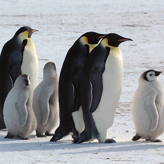 Denis Luyten (https://commons.wikimedia.org/wiki/File:2007_Snow-Hill-Island_Luyten-De-Hauwere-Emperor-Penguin-62.jpg), „2007 Snow-Hill-Island Luyten-De-Hauwere-Emperor-Penguin-62“, marked as public domain, more details on Wikimedia Commons: https://commons.wikimedia.org/wiki/Template:PD-author