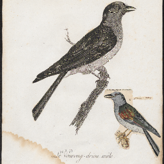 anonymous (https://commons.wikimedia.org/wiki/File:Leptosomus_discolor_-_1796-1808_-_Print_-_Iconographia_Zoologica_-_Special_Collections_University_of_Amsterdam_-_UBA01_IZ16700269.tif), „Leptosomus discolor - 1796-1808 - Print - Iconographia Zoologica - Special Collections University of Amsterdam - UBA01 IZ16700269“, marked as public domain, more details on Wikimedia Commons: https://commons.wikimedia.org/wiki/Template:PD-old