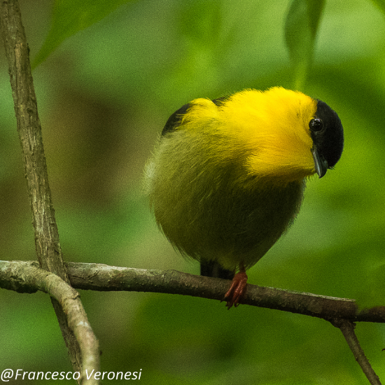 Francesco Veronesi from Italy (https://commons.wikimedia.org/wiki/File:Golden-collared_Manakin_-_Darien_-_Panama_(48446346507).jpg), „Golden-collared Manakin - Darien - Panama (48446346507)“, https://creativecommons.org/licenses/by-sa/2.0/legalcode