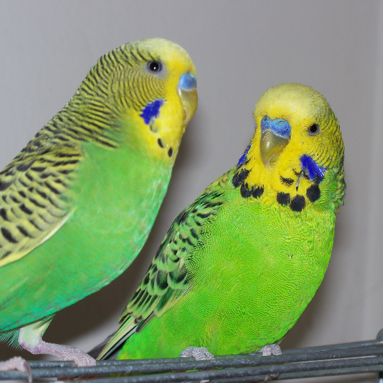 anonymous (https://commons.wikimedia.org/wiki/File:Twogreenmalebudgies.jpg), „Twogreenmalebudgies“, marked as public domain, more details on Wikimedia Commons: https://commons.wikimedia.org/wiki/Template:PD-self