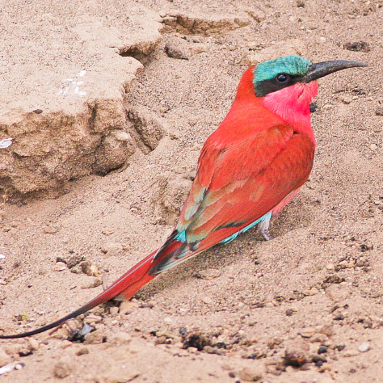 Ron Knight from Seaford, East Sussex, United Kingdom (https://commons.wikimedia.org/wiki/File:Merops_nubicoides,_Shakawa,_Botswana_1.jpg), „Merops nubicoides, Shakawa, Botswana 1“, https://creativecommons.org/licenses/by/2.0/legalcode