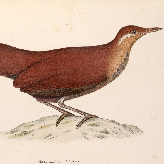 Marc Athanase Parfait Œillet Des Murs (1804-1878) (https://commons.wikimedia.org/wiki/File:Mesitornis_unicolor_1849.jpg), „Mesitornis unicolor 1849“, marked as public domain, more details on Wikimedia Commons: https://commons.wikimedia.org/wiki/Template:PD-old