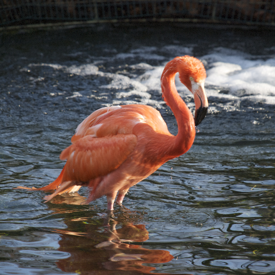 Verstreken (https://commons.wikimedia.org/wiki/File:Animal_Flamingo.jpg), „Animal Flamingo“, marked as public domain, more details on Wikimedia Commons: https://commons.wikimedia.org/wiki/Template:PD-self