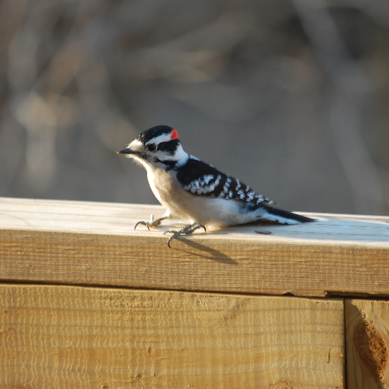 Tgies001 (https://commons.wikimedia.org/wiki/File:Male_Downy_Woodpecker.jpg), „Male Downy Woodpecker“, marked as public domain, more details on Wikimedia Commons: https://commons.wikimedia.org/wiki/Template:PD-self